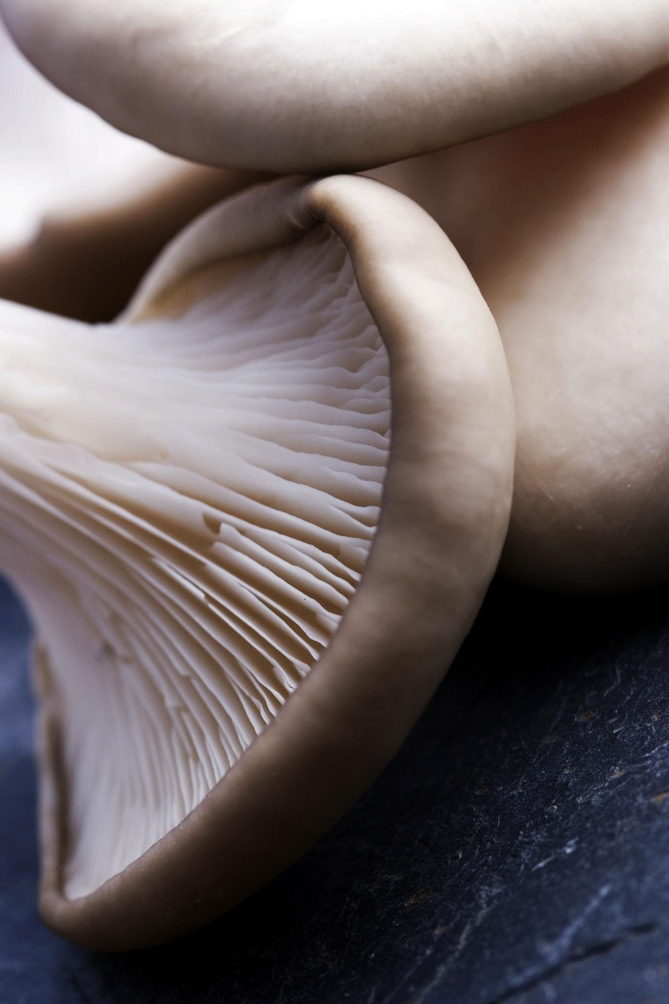 Fresh Oyster Mushroom